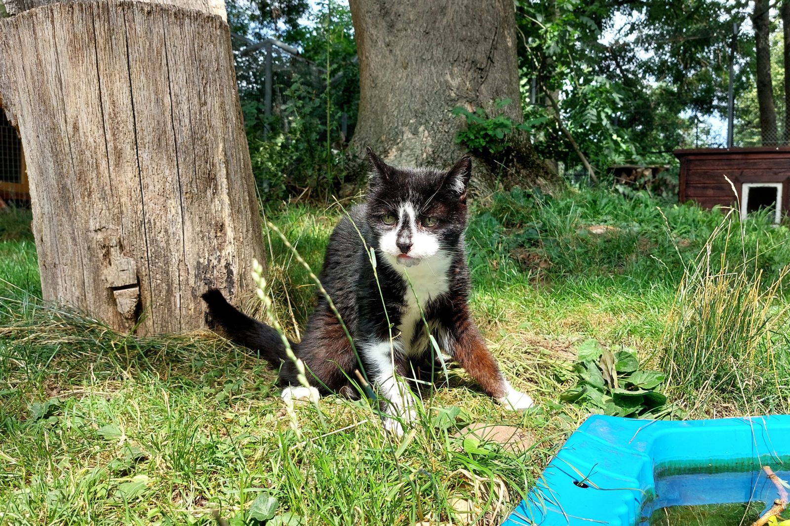 Katzenwiesenkatze Nadira