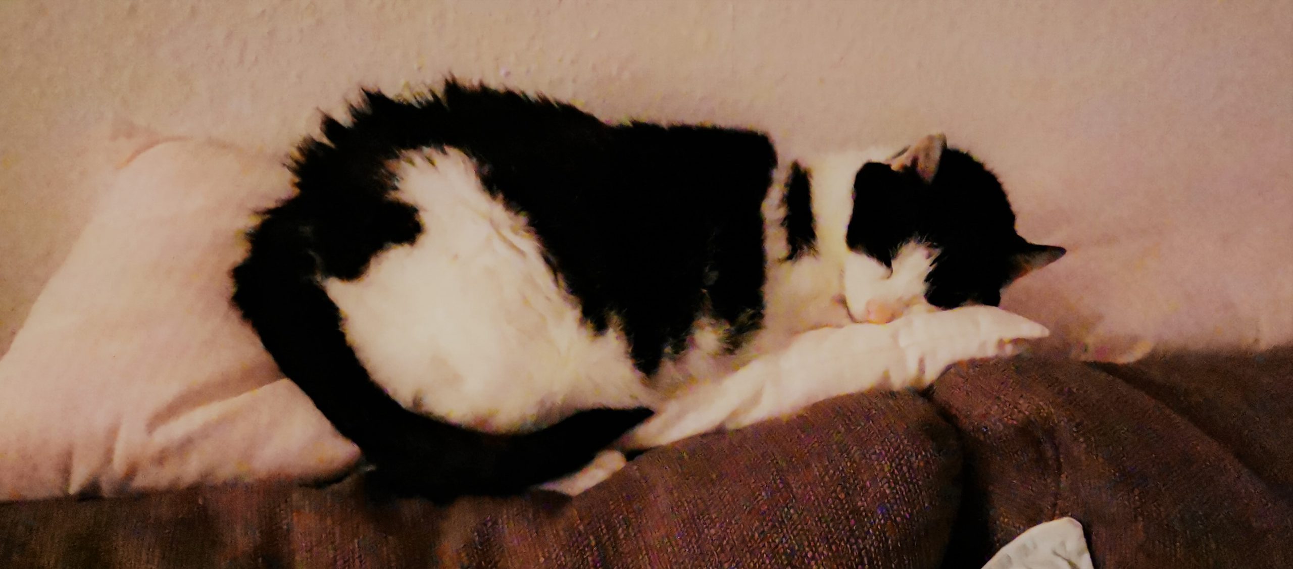 Neues Zuhause – Katzenseniorin Melina grüßt nach 3 Jahren