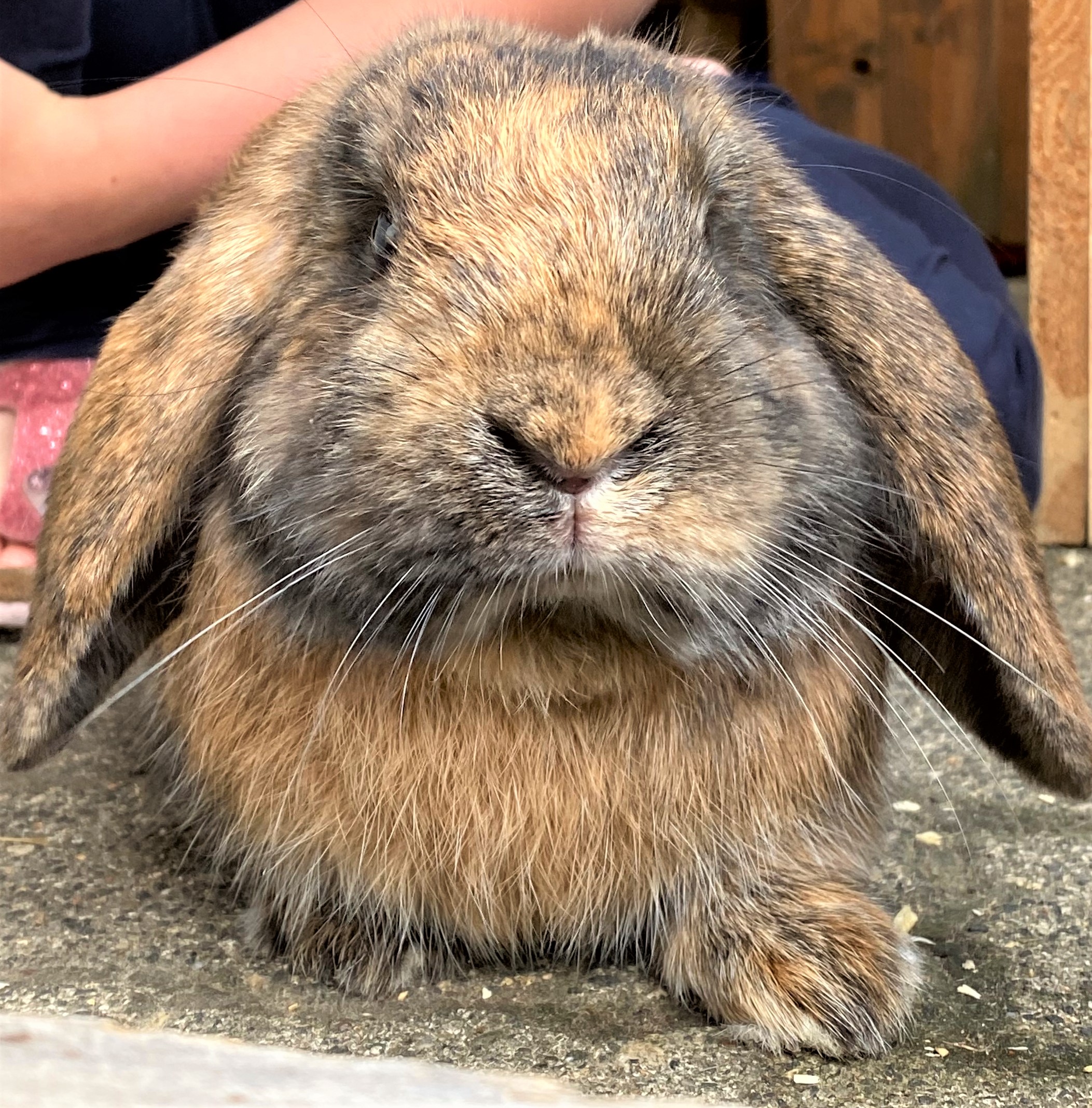 Neues Zuhause – Kaninchen Frido (ehemals Lacky) grüßt