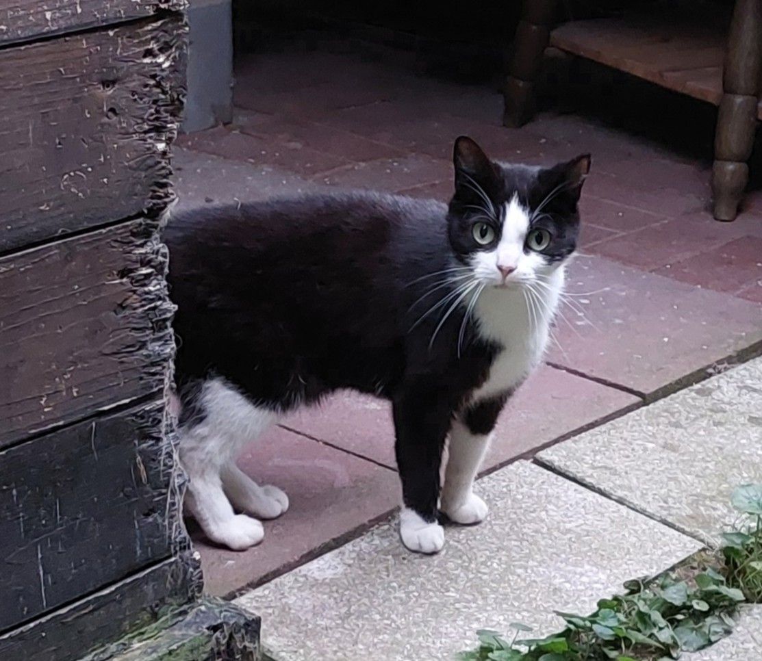 Katzenwiesenkatze Lamy