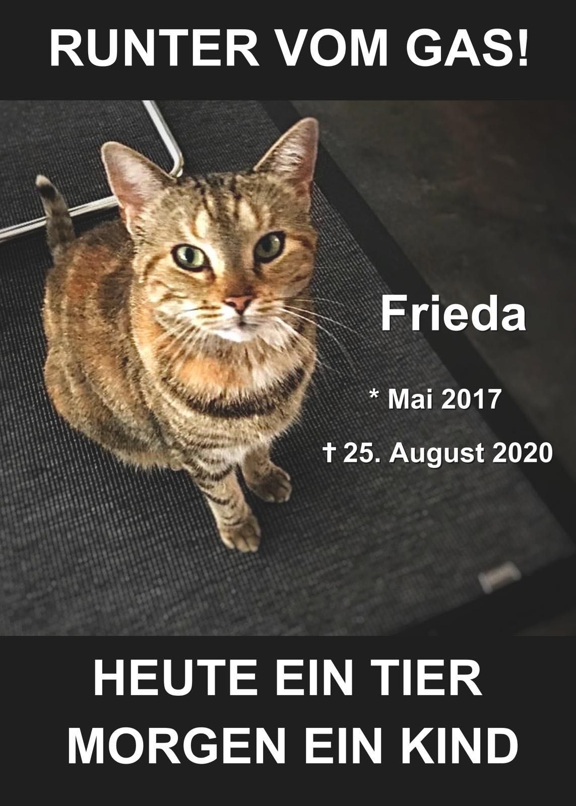 Tod der Katze Frieda als Ermahnung