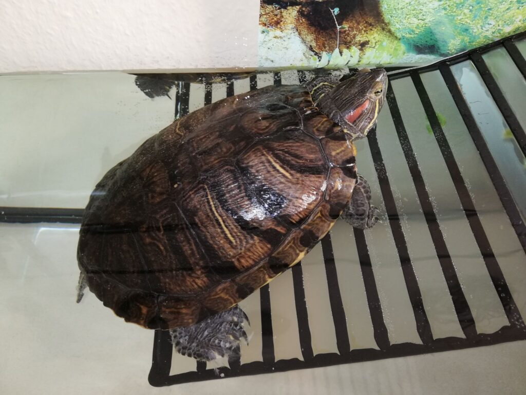 Rotwangenschildkröte Hella Tierschutz Hildesheim und Umgebung e.V.
