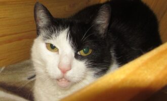 Katzenwiesenkatze Sunny musste am 03.09.2026 über die Regenbogenbrücke gehen
