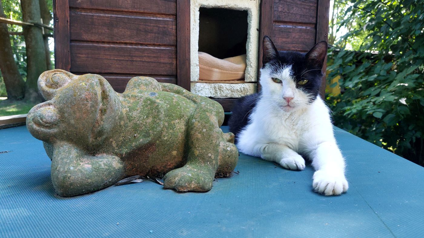 Katzenwiesenkatze „schwarzweiße“ Sunny
