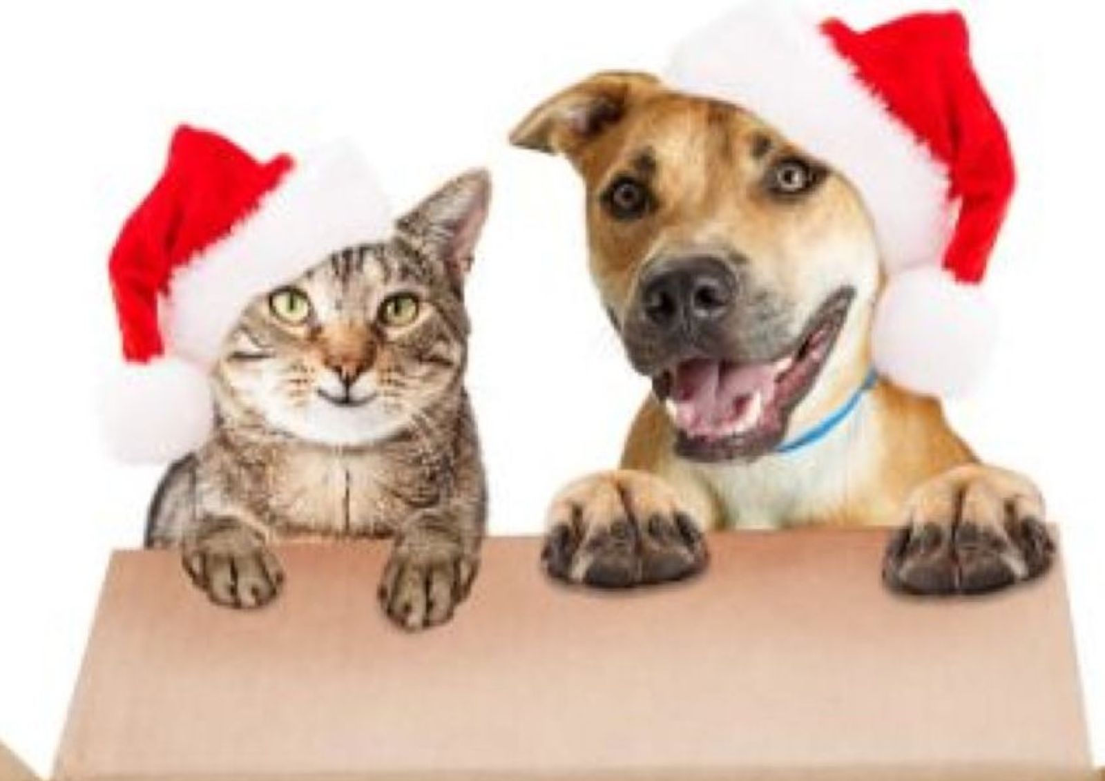 Tiere sind keine Weihnachtsgeschenke – Vermittlungsstopp vom 20.12.2020 bis zum 06.01.2021