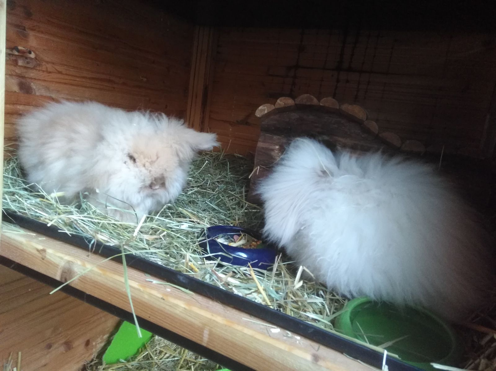 Neues Zuhause – 2 Kaninchen (M05 und M18) grüßen