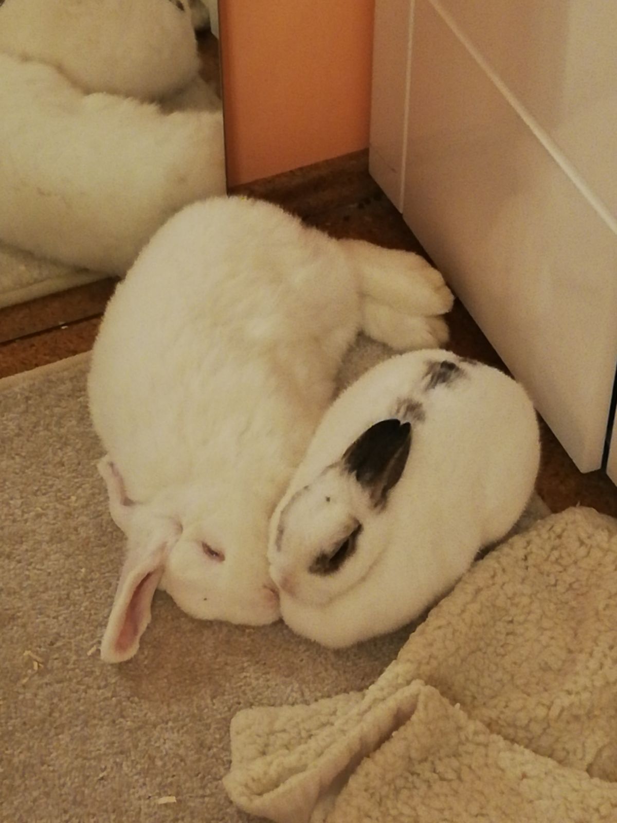 Neues Zuhause – Kaninchen Louis grüßt