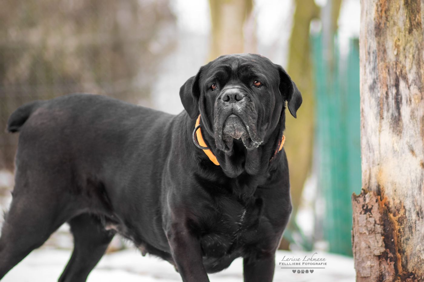 Cane Corso Bärbel