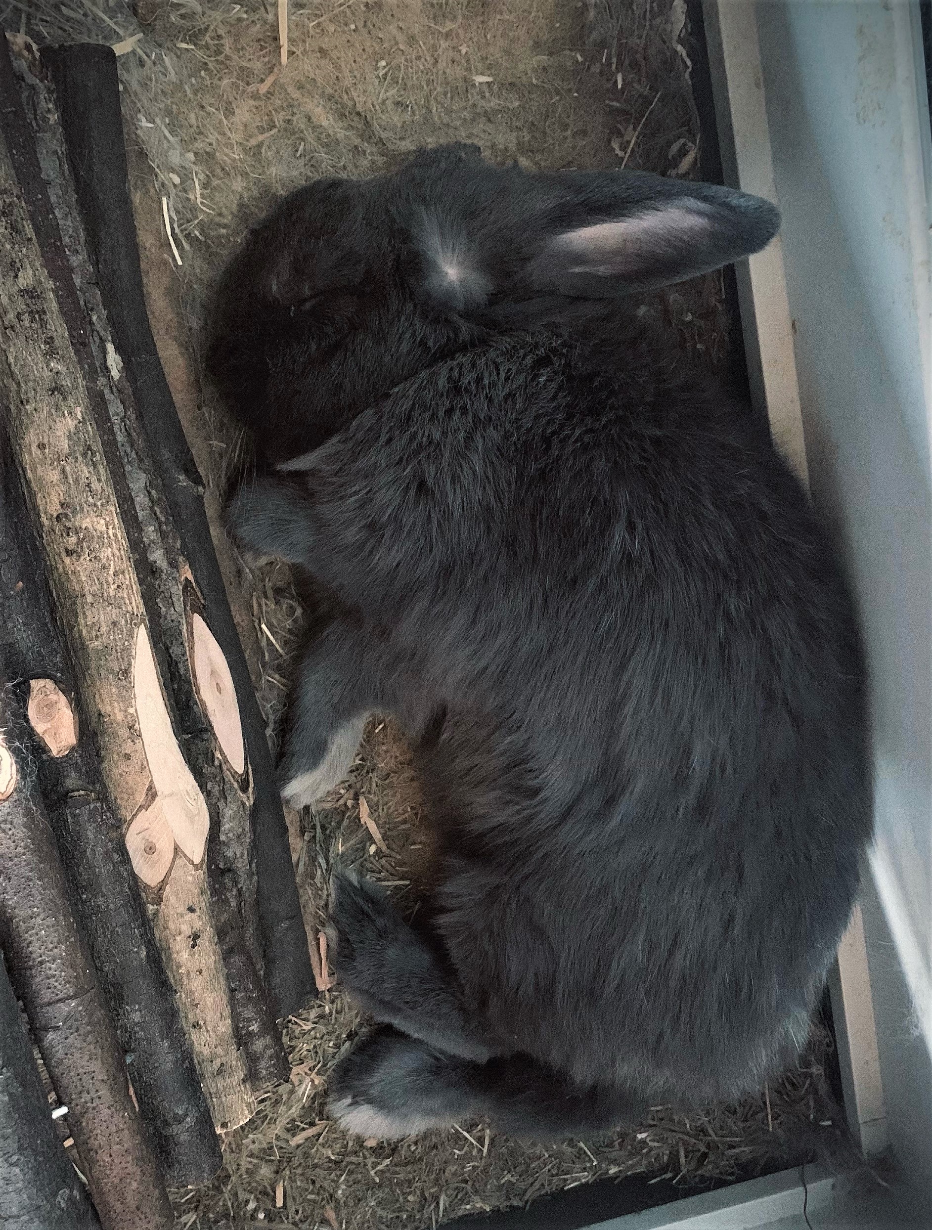 Neues Zuhause – Kaninchen Kaylo grüßt