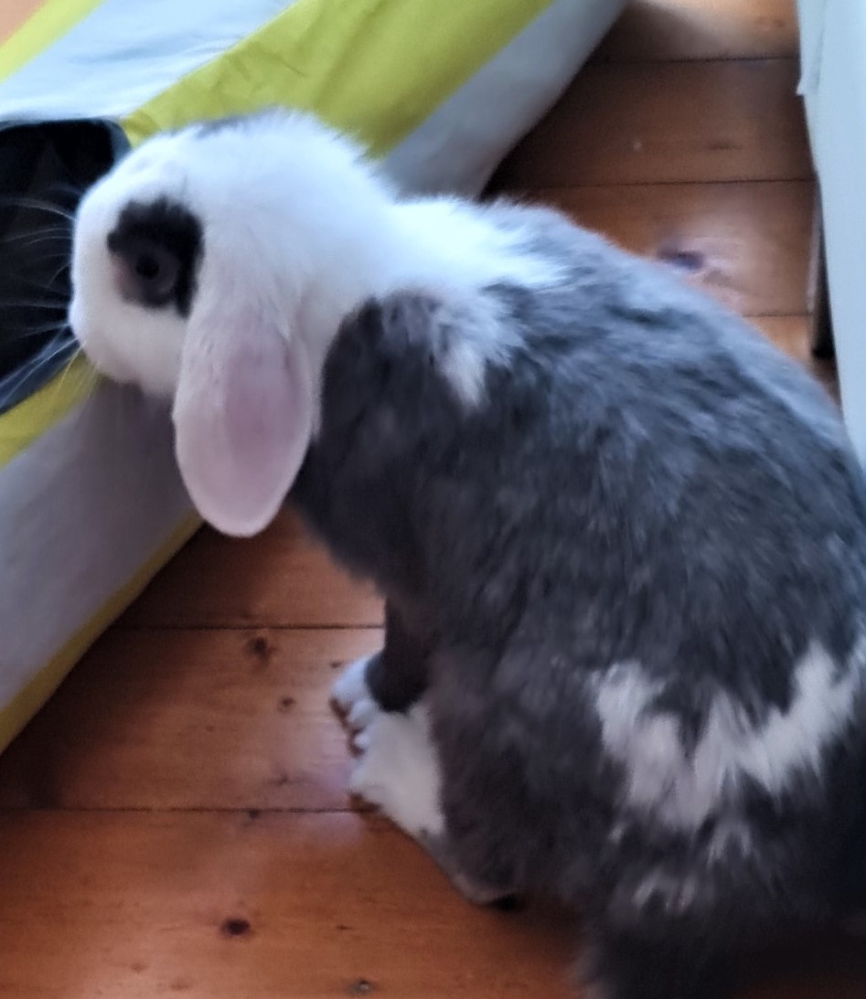 Neues Zuhause – Kaninchen Kurt grüßt nach der Ankunft