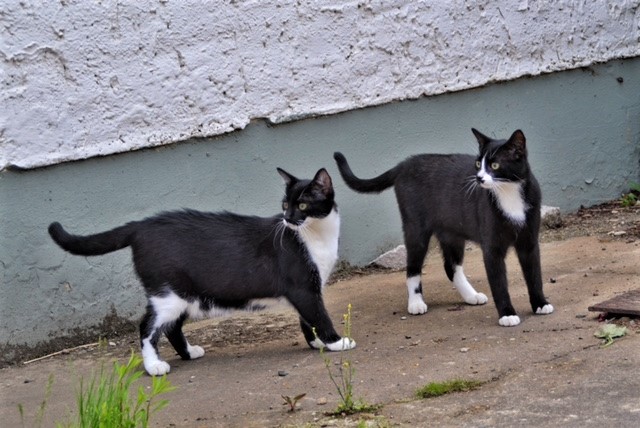 Neues Zuhause – Katzen Skipper und Bounty (Joko und Claas) grüßen