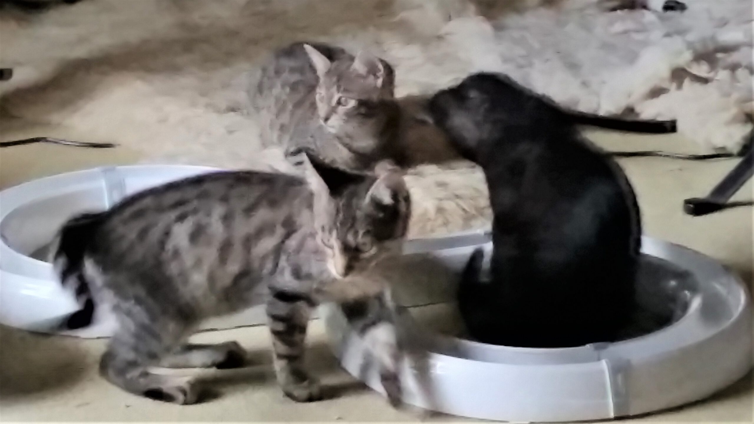 Neues Zuhause – Die 3 süßen Kitten Malaika, Nika und Merlin grüßen