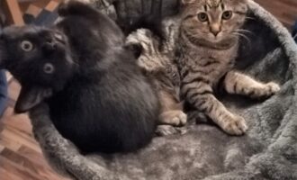Neues Zuhause – Katzenkinder Bonnie und Elena (jetzt Sylvie und Phoebe) grüßen