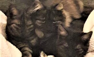 Neues Zuhause – Drei Katzen grüßen herzlich