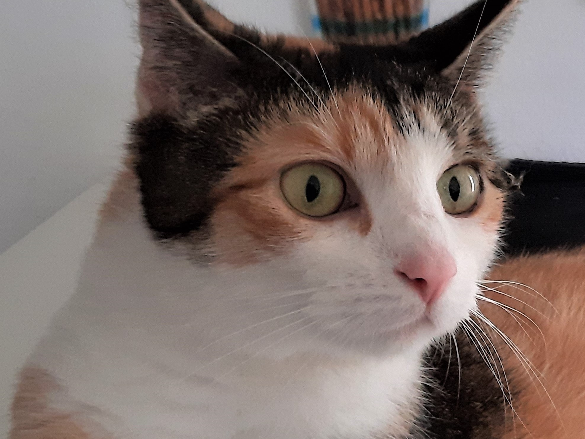 Neues Zuhause – Katze Paint (jetzt Lilly) grüßt