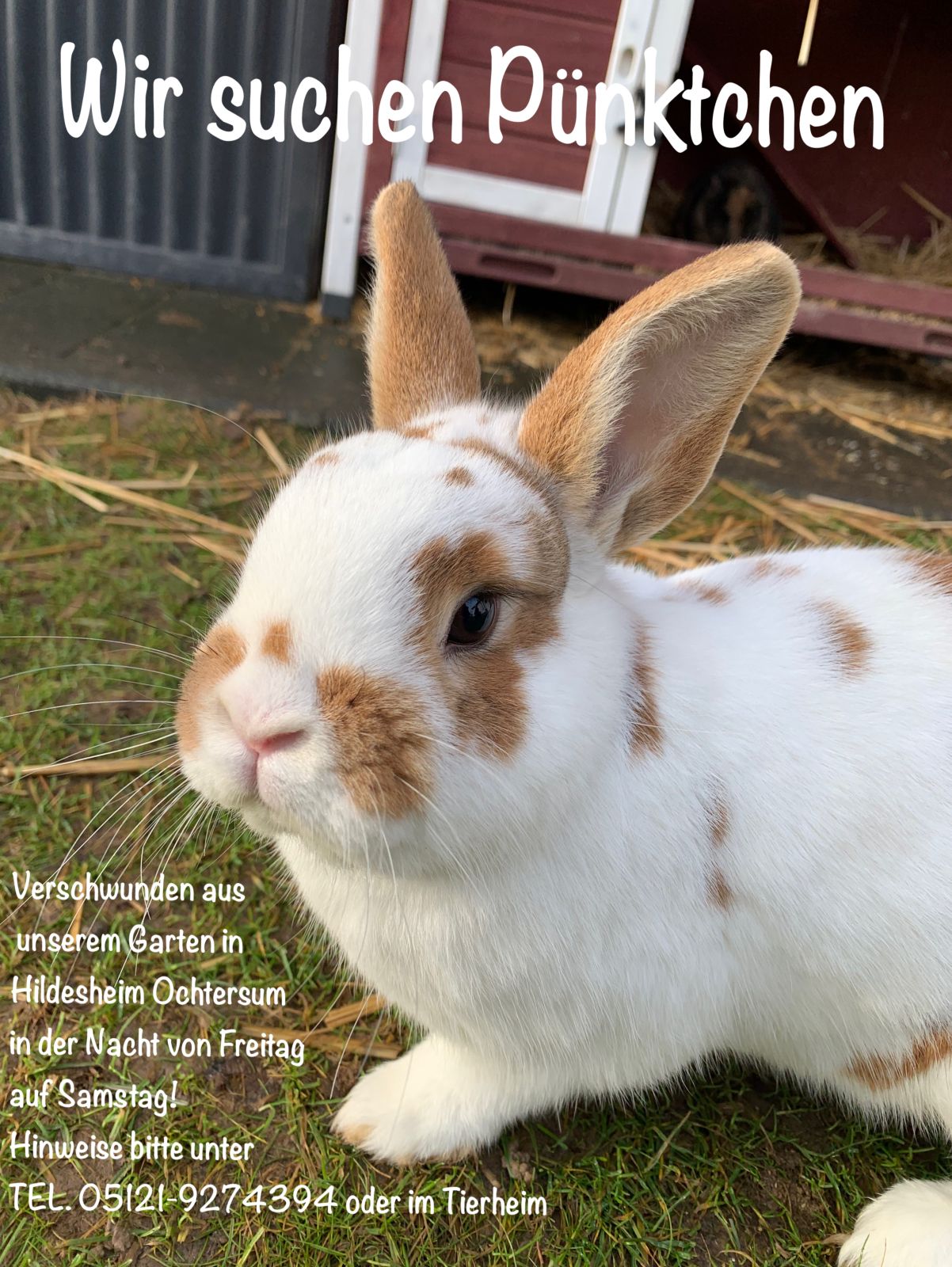 Vermisst – Kaninchen Pünktchen aus Ochtersum