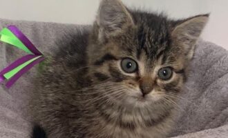 Zugelaufen/Ausgesetzt – Katzenkind am 29.04.2022 vor Tierheimbüro ausgesetzt