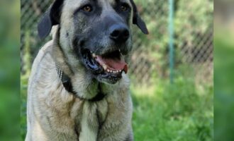 Dringend Spenden/Patenschaften zur Zusammenführung unserer Hunde Tami und Nuka gesucht
