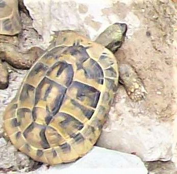 Vermisst – Griechische Landschildkröte aus Sarstedt