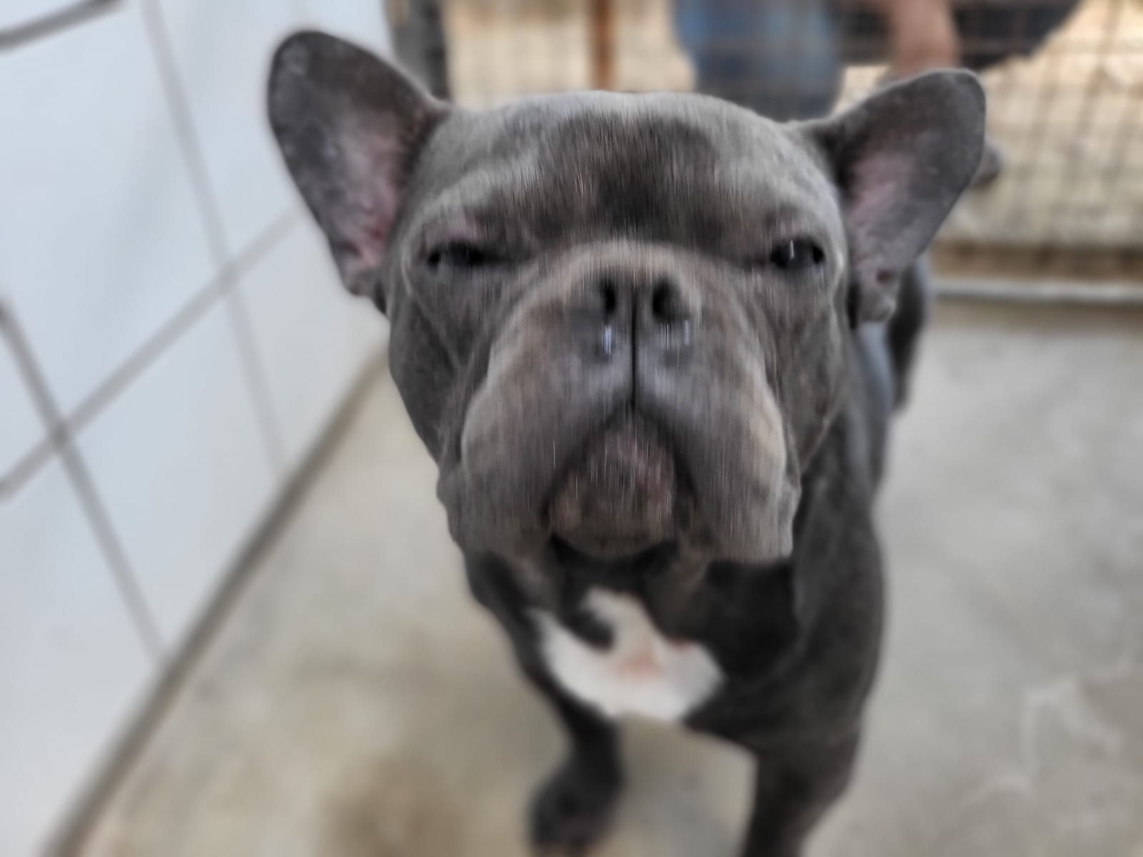Zugelaufen – Französische Bulldogge in Hildesheim-Bavenstedt
