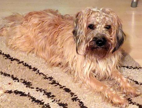 Vermisst – Hund Enno aus Harsum