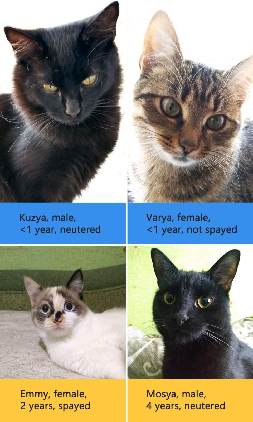 Vermisst – Katzen einer Ukrainerin, die wahrscheinlich nach Deutschland exportiert wurden
