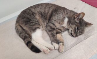 Zugelaufen – diese Katze ist am Willy Brandt Ring in Sarstedt gefunden worden