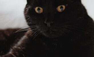 Vermisst – Kater Jack aus Bad Salzdetfurth