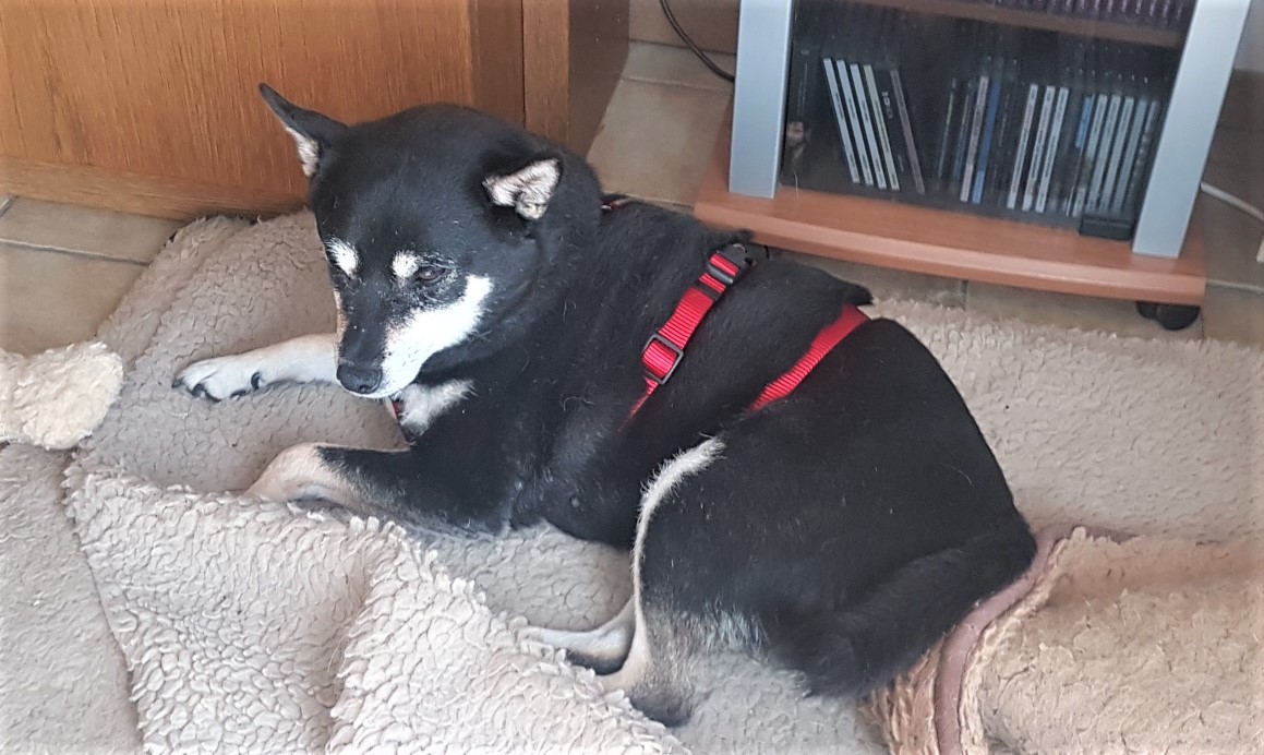 Neues Zuhause – Hund Suki grüßt herzlich