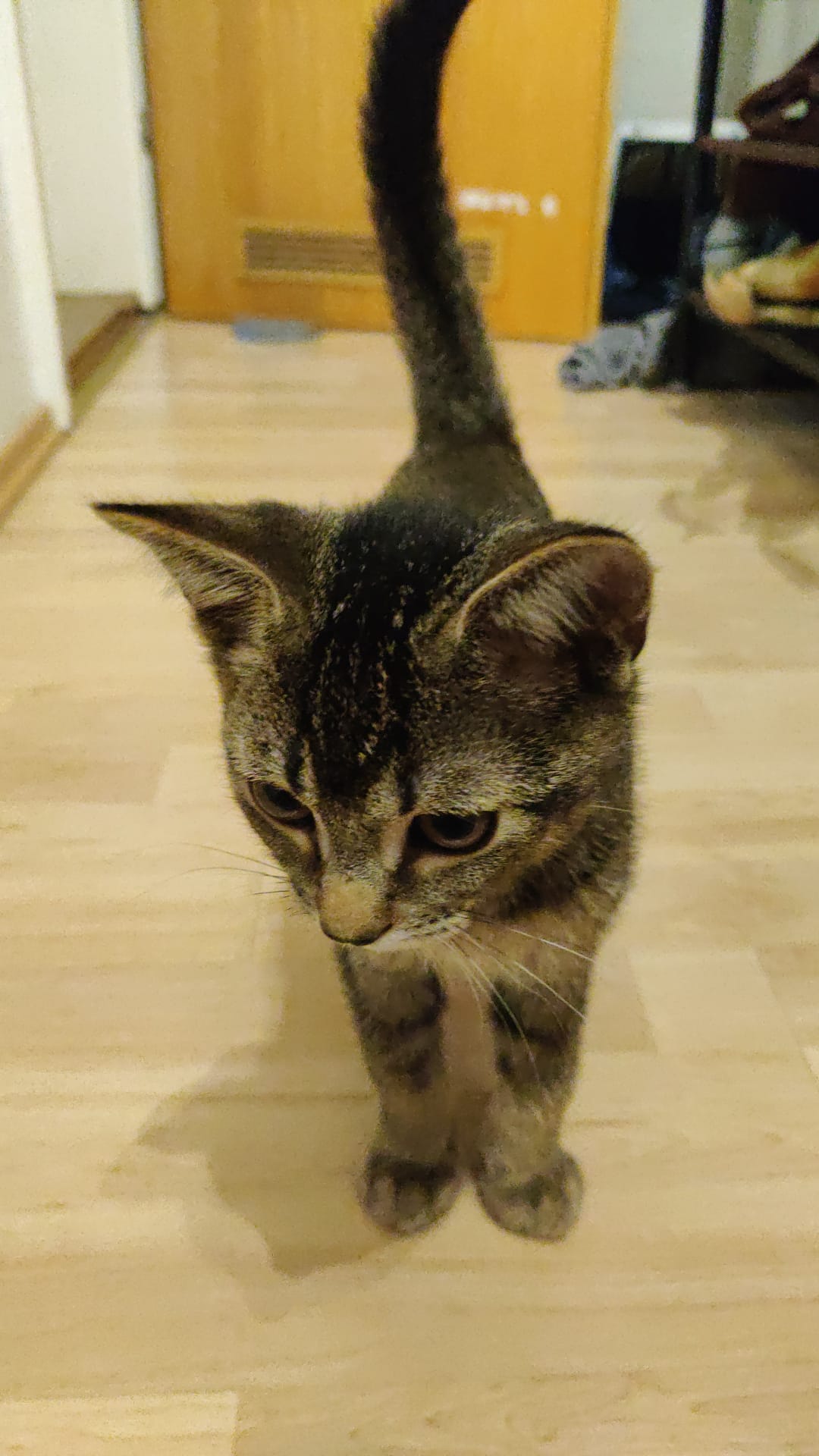 Vermisst Kater Hildesheim, Steuerwalder Str./Höhe Nettomarkt