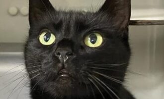Zugelaufen – schwarze Katze (w) aus Söhre