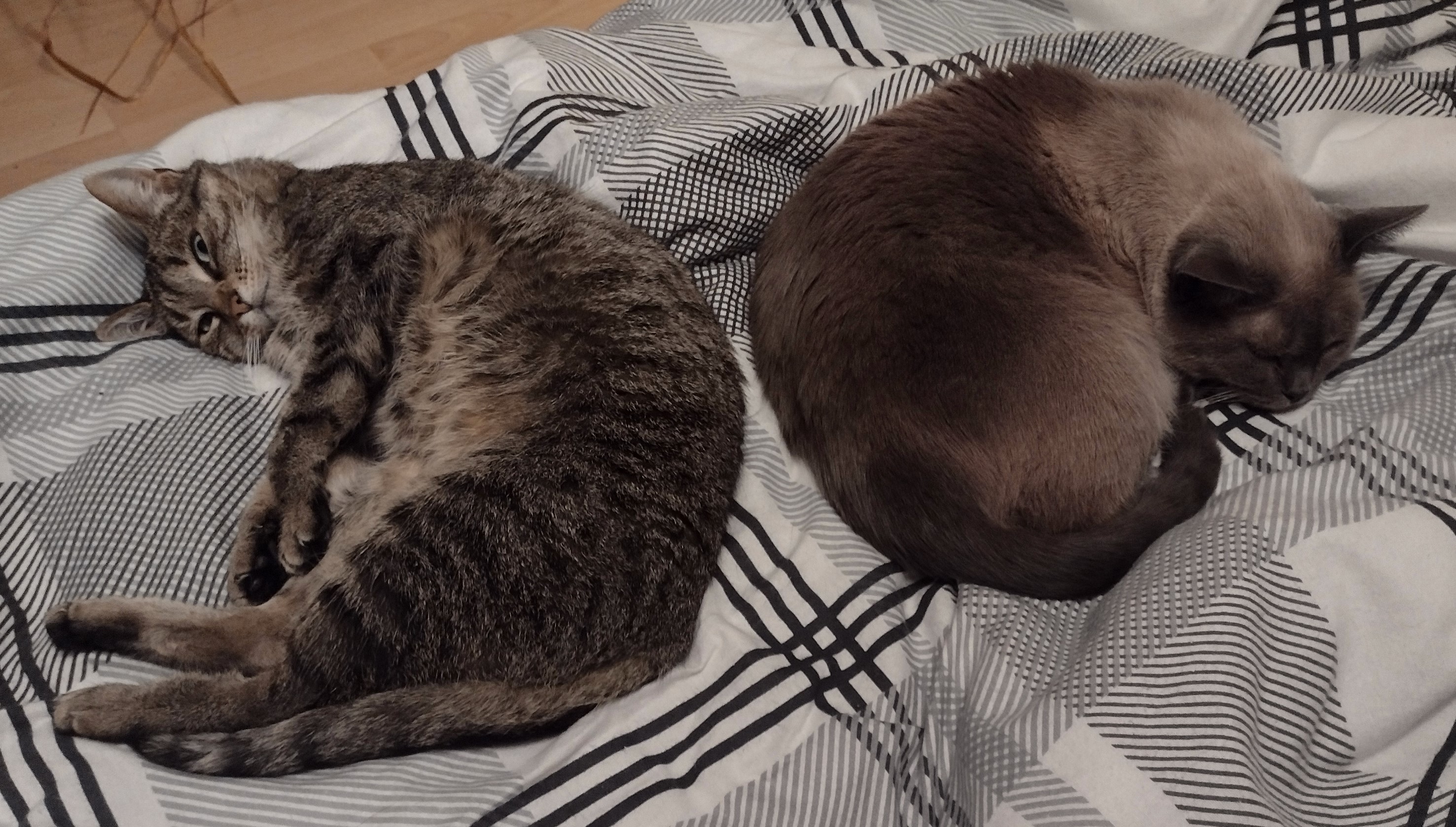 Neues Zuhause – Katzen Yuca und Yuna grüßen glücklich nach 4 Jahren