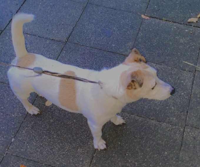 Entlaufen – Jack Russell-Terrier Rüde Bicko