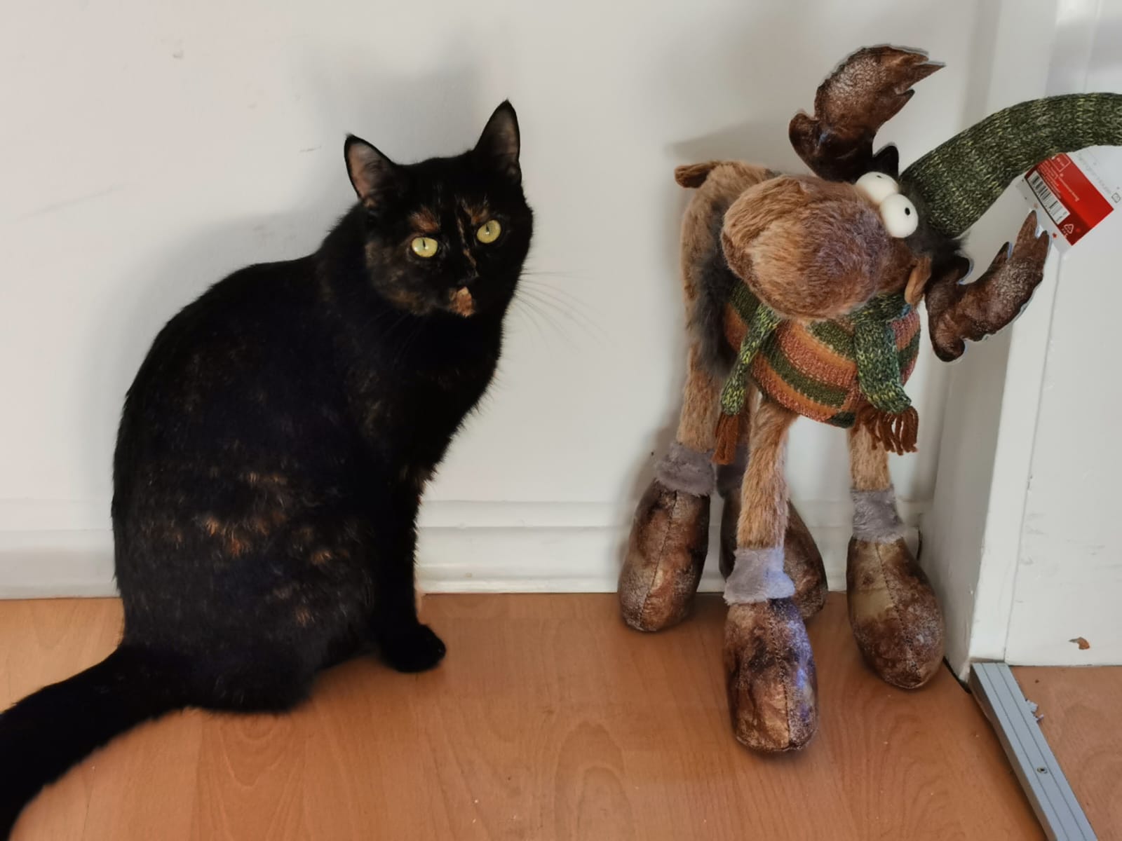 Vermisst – Katze Teddy aus Bettmar