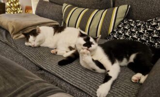 Neues Zuhause – Katzen Maja und Mukkel grüßen glücklich und zufrieden