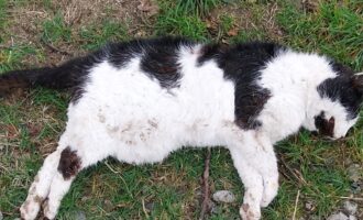 Totfund – Katze zwischen Steinbrück und Söhlde