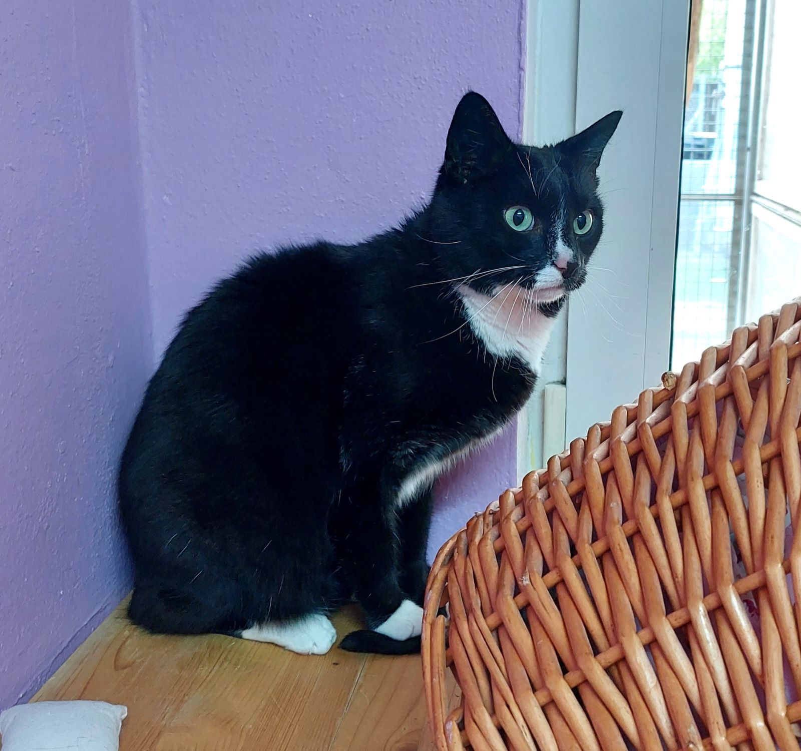 Kater Nils Tierschutz Hildesheim und Umgebung e.V.