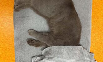 Totfund – Katze aus Schellerten