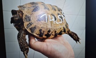 Zugelaufen – Vierzehenschildkröte (w) in Bornum/Harz