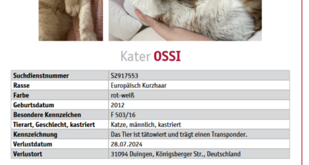 Vermisst – Kater Ossi aus Duingen