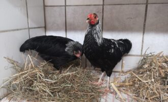 Zugelaufen – 2 Zwerghühner in Brüggen rücksichtslos ausgesetzt