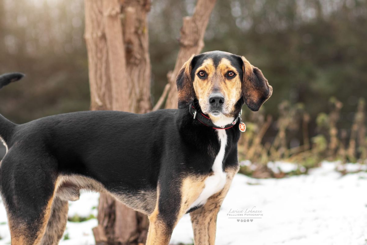 Jagdhund (Griechische Bracke) Rüdiger
