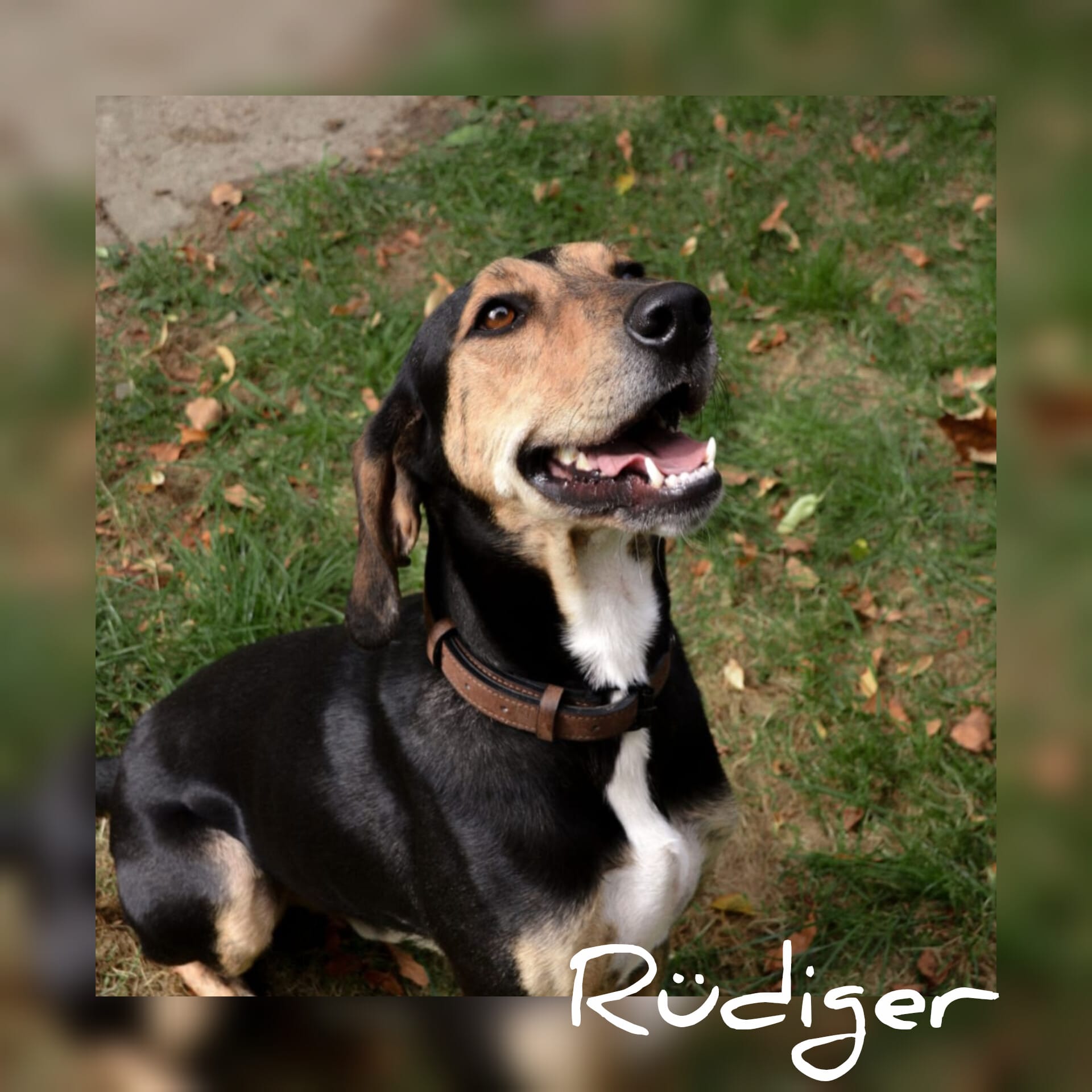 Jagdhund (Griechische Bracke) Rüdiger