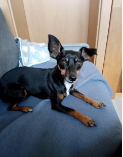 Privatvermittlung – Jack Russel/Terrier-Mix-Rüde Enzo