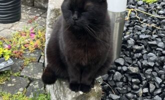 Vermisst – Kater Balu aus Himmelsthür