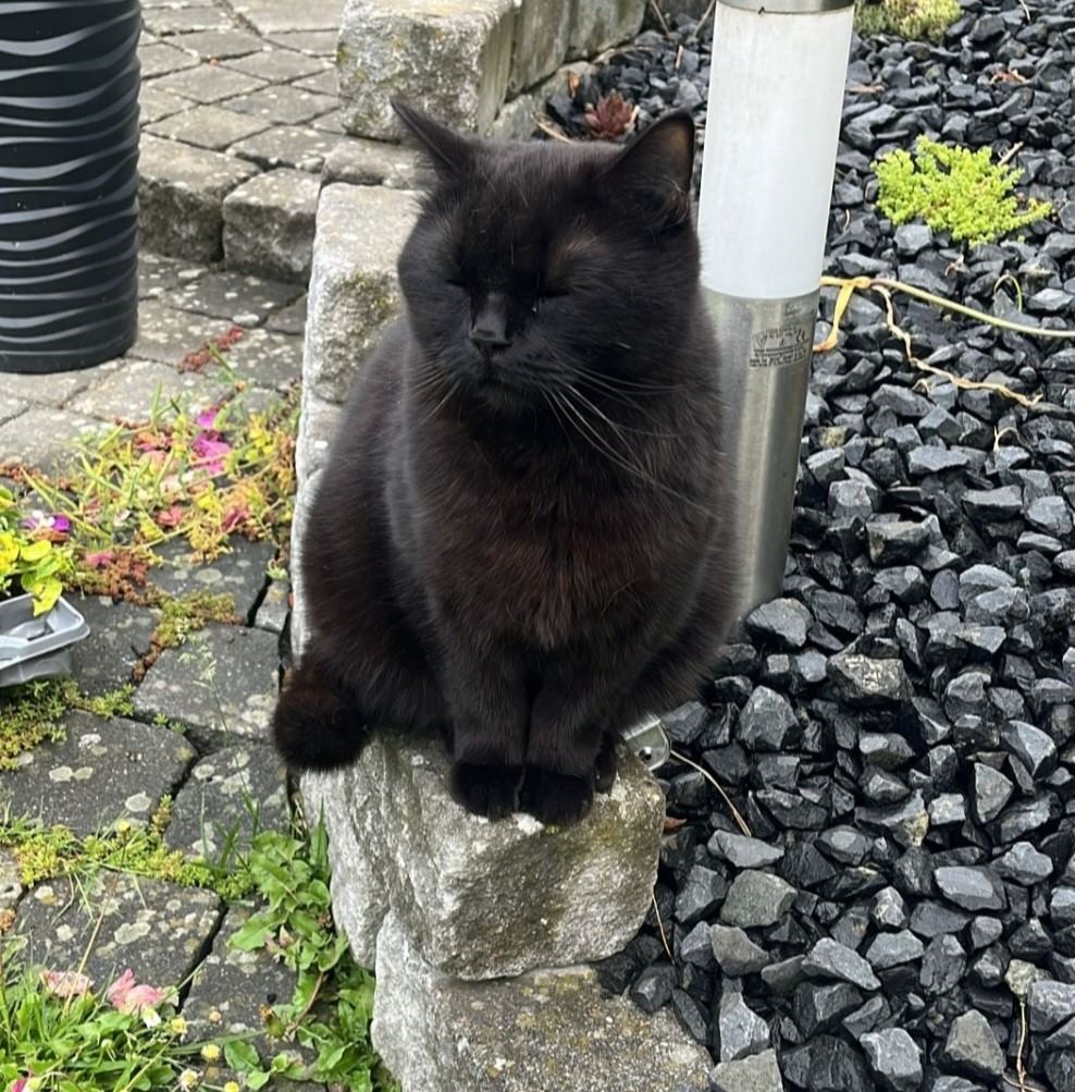 Vermisst – Kater Balu aus Himmelsthür