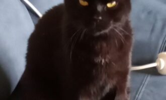 Vermisst – Kater Panther aus dem Bockfeld