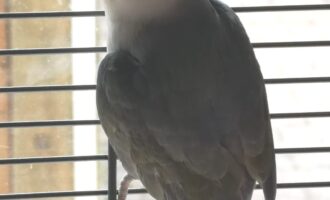 Zugeflogen  Agapornide in Algermissen