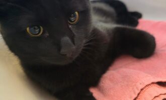 Zugelaufen/ausgesetzt? – Kater am Marienfriedhof in Tasche gefunden