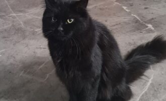 Vermisst – Kater Gismo aus Salzgitter